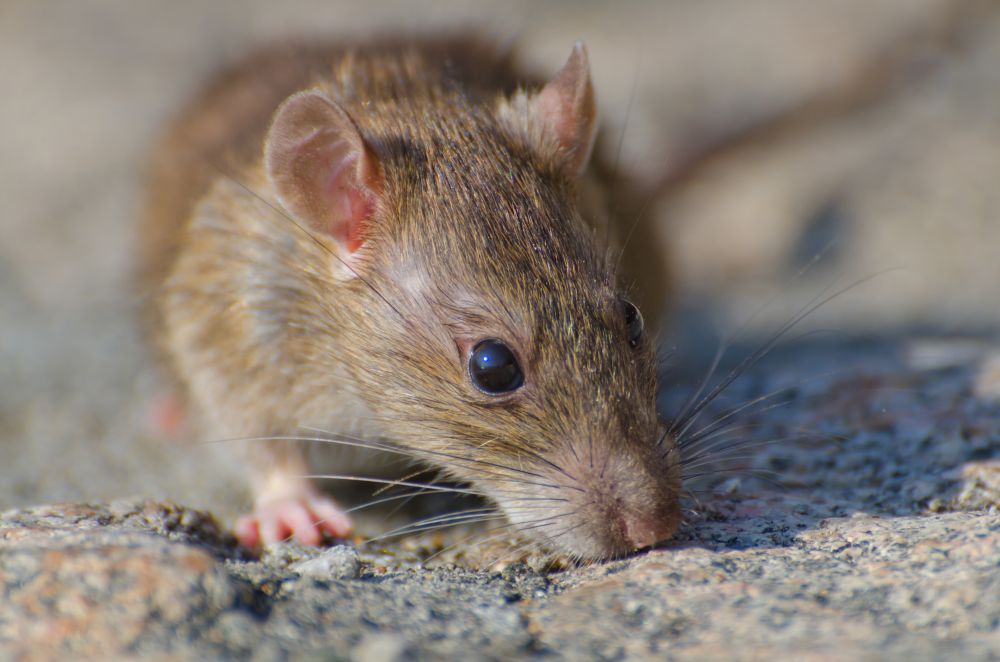 Rat Infestation: 4 Key Signs You Shouldn't Ignore