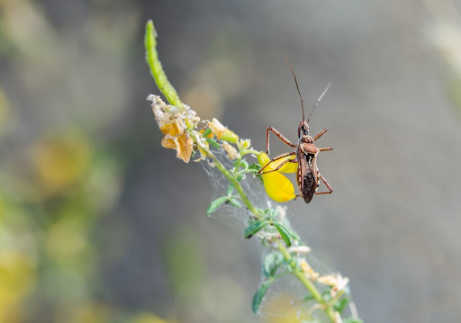 Understanding Mosquito Species in Singapore: How to Identify and Control Them