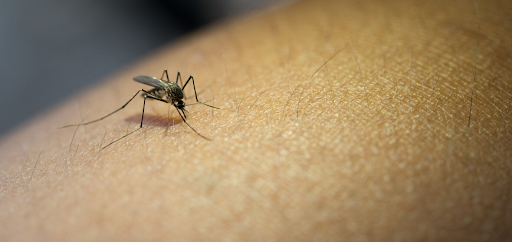 Mosquito Control in Singapore and the Best mosquito trap for Your Home