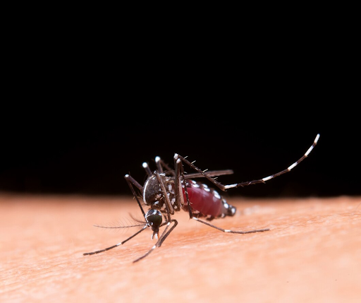 Dengue Cases in Singapore and How a Mosquito Trap Can Help Reduce the Risk