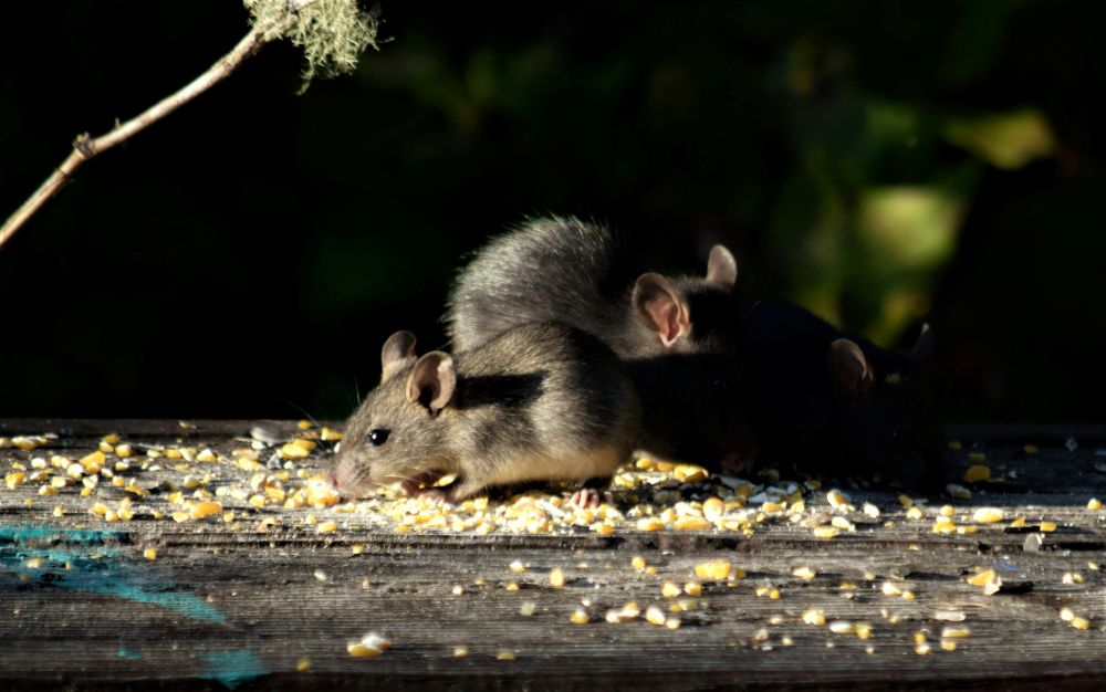 What Diseases Can You Get From Rats?