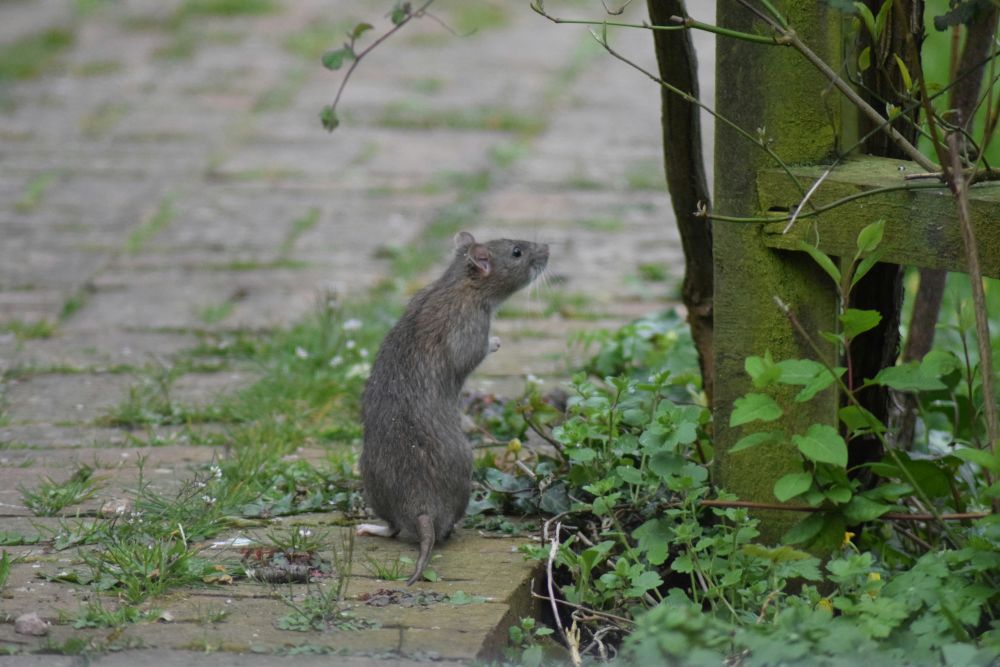 How to Get Rid of Rats Without Killing Them