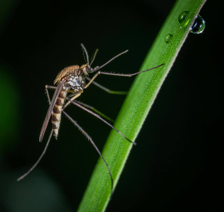 Singapore Mosquito Breeding Habits: Understanding and Preventing Outbreaks