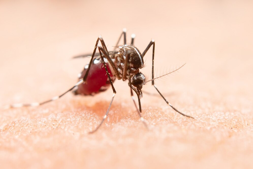 The Best Mosquito Repellents in Singapore for a Dengue-Free Home