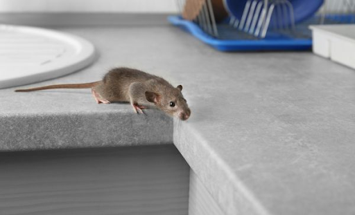 Fast-Acting Rat Trap Solutions: Get Rid of Rats Quickly and Safely