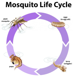 Understanding the Mosquito Breeding Cycle and How Traps Interrupt It