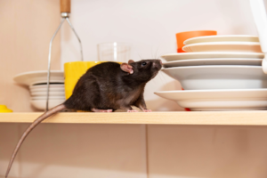 Why Rodent Control is Essential for Homes and Businesses | SingKong Environment